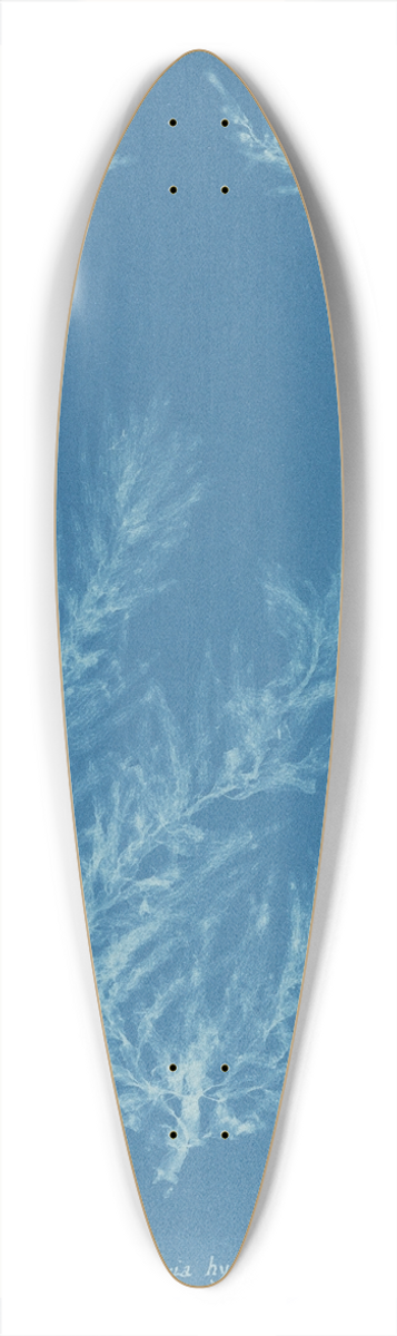 Anna Atkins - Delesseria hypoglossum. 39.3 inch art pintail longboard deck