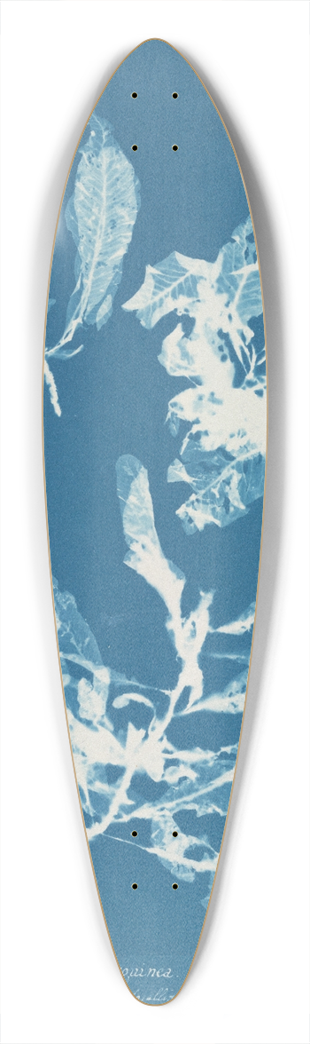 Anna Atkins - Delesseria sanguinea 39.3 inch art pintail longboard deck