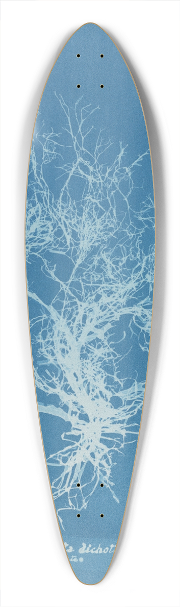 Anna Atkins - Dictyota dichotoma,  intricata 39.3 inch art pintail longboard deck