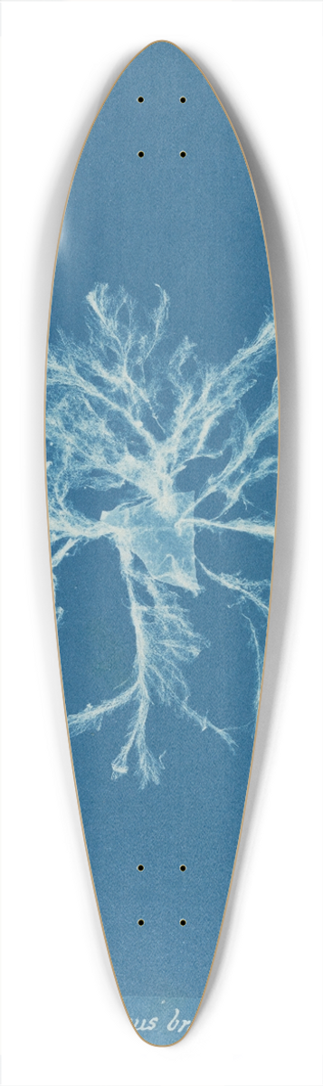 Anna Atkins - Ectocarpus brachiatus 39.3 inch art pintail longboard deck