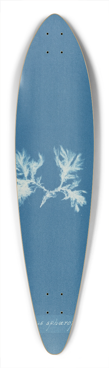 Anna Atkins - Ectocarpus sphrophorus 39.3 inch art pintail longboard deck
