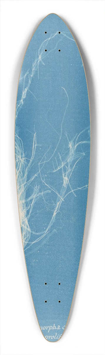 Anna Atkins - Enteromorpha compressa  prolifera 39.3 inch art pintail longboard deck