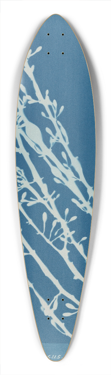 Anna Atkins - Fucus nodosus 39.3 inch art pintail longboard deck