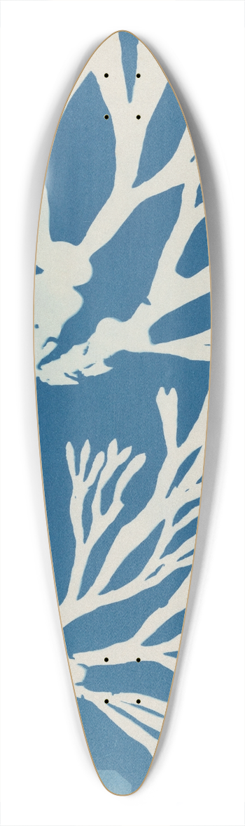 Anna Atkins - Fucus vesiculosus 39.3 inch art pintail longboard deck