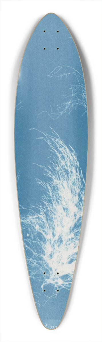 Anna Atkins - Gigartina plicata 39.3 inch art pintail longboard deck