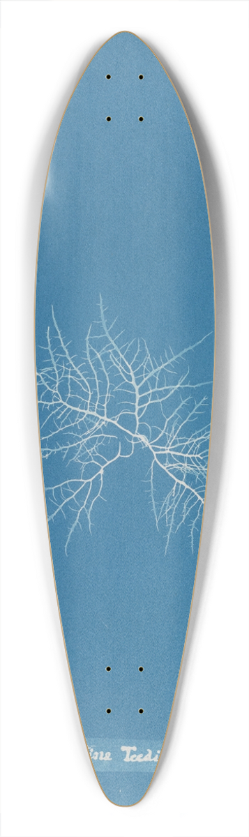 Anna Atkins - Gigartina Teedii 39.3 inch art pintail longboard deck