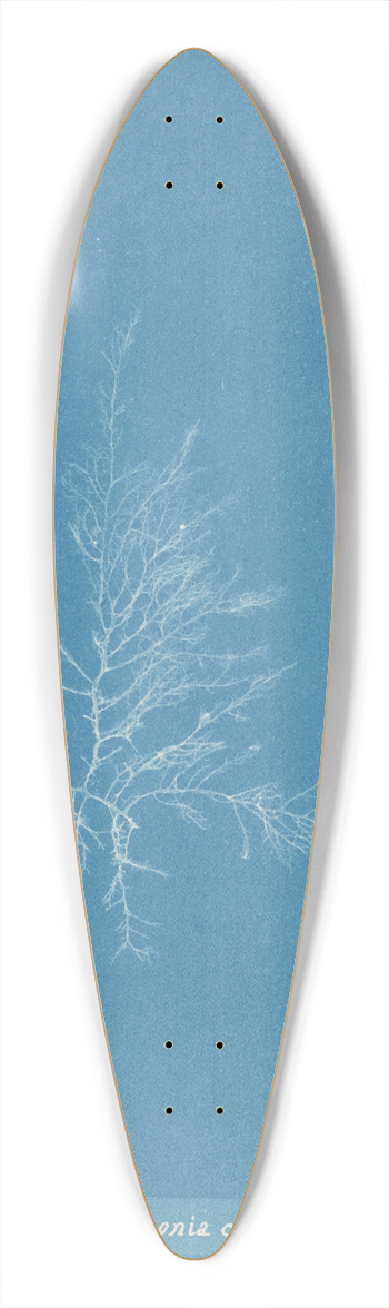 Anna Atkins - Gloiosiphonia capillaris. 39.3 inch art pintail longboard deck
