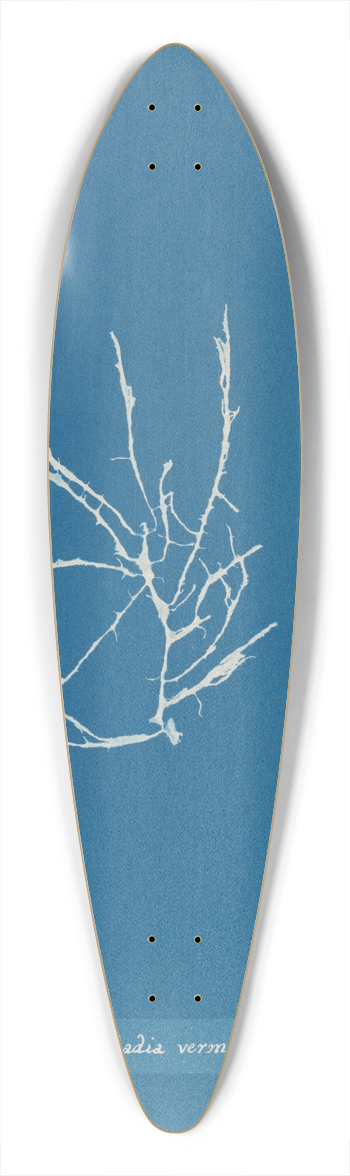 Anna Atkins - Helminthocladia vermicularis 39.3 inch art pintail longboard deck
