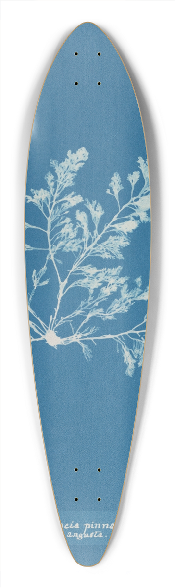 Anna Atkins - Laurencia pinnatifida var. angusta 39.3 inch art pintail longboard deck