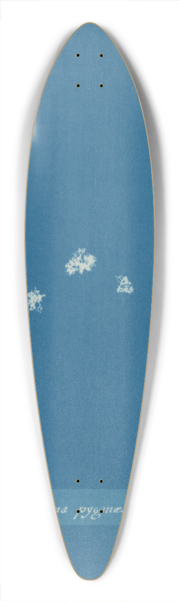 Anna Atkins - Lichina pygma 39.3 inch art pintail longboard deck