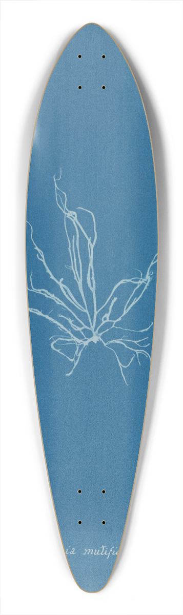 Anna Atkins - Mesogloia mutifida 39.3 inch art pintail longboard deck