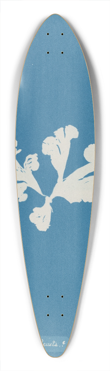Anna Atkins - Padina deusta 39.3 inch art pintail longboard deck