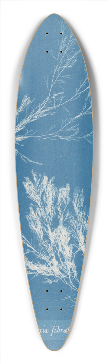 Anna Atkins - Polysiphonia fibrata 39.3 inch art pintail longboard deck