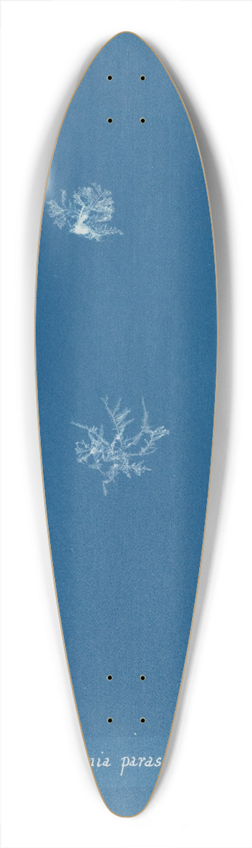 Anna Atkins - Polysiphonia parasitica 39.3 inch art pintail longboard deck