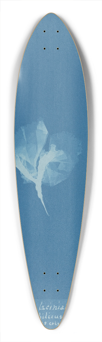 Anna Atkins - Porphyra laciniata var. umbilicus on Chondrus crispus 39.3 inch art pintail longboard deck