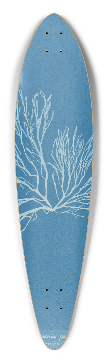 Anna Atkins - Rhodomenia palmata  Sarniensis 39.3 inch art pintail longboard deck