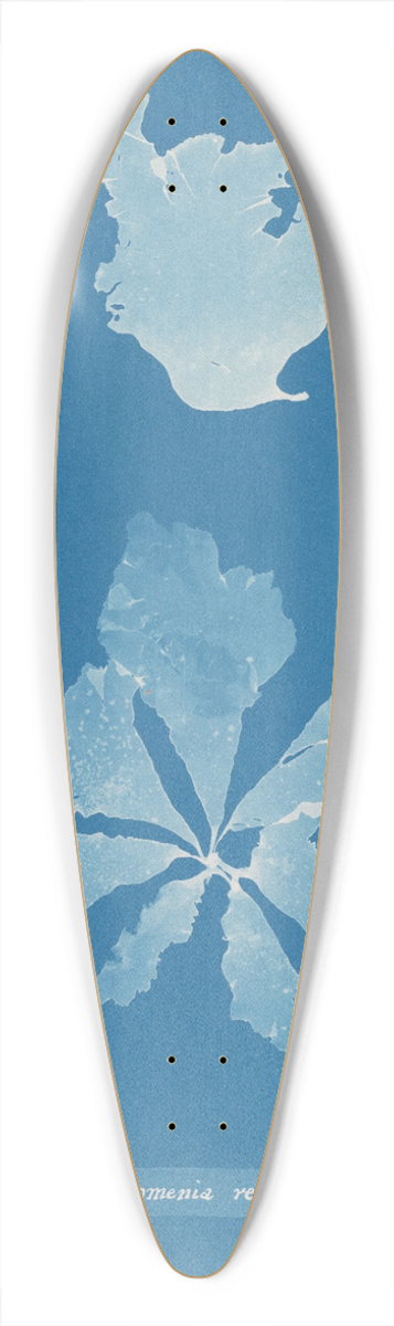 Anna Atkins - Rhodomenia reniformis 39.3 inch art pintail longboard deck