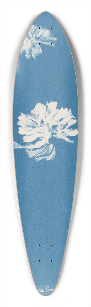 Anna Atkins - Schizonema Grevillii 39.3 inch art pintail longboard deck