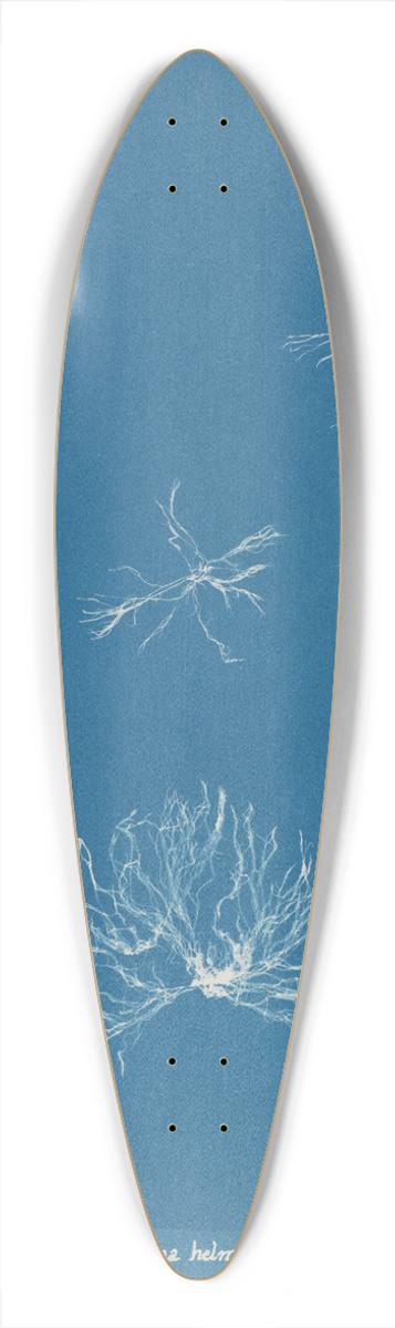 Anna Atkins - Schizonema helminthosum 39.3 inch art pintail longboard deck