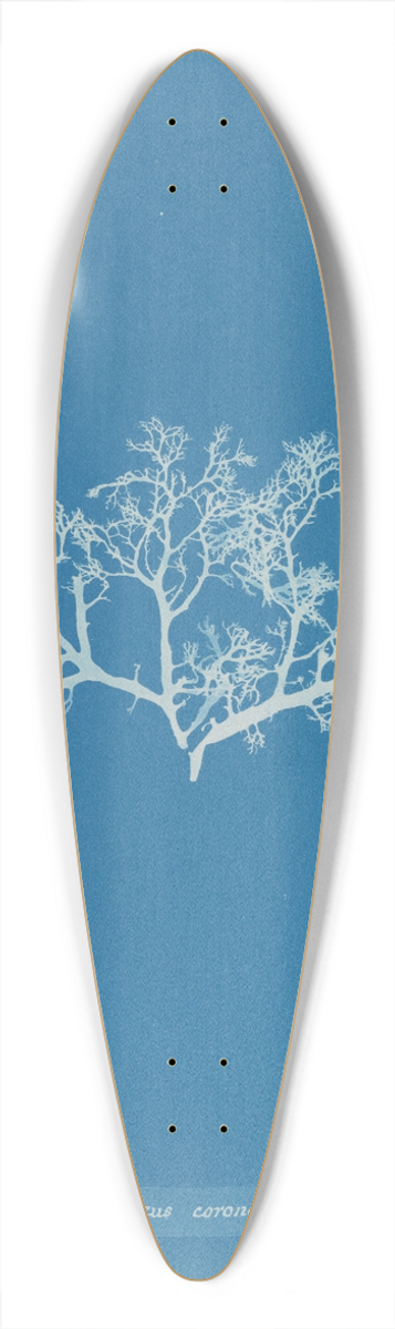 Anna Atkins - Sphaerococcus coronopifolius 39.3 inch art pintail longboard deck