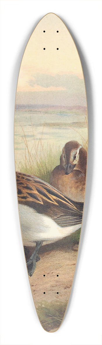 Archibald Thorburn - Long-Tailed Duck (Summer) 39.3 inch art pintail longboard deck