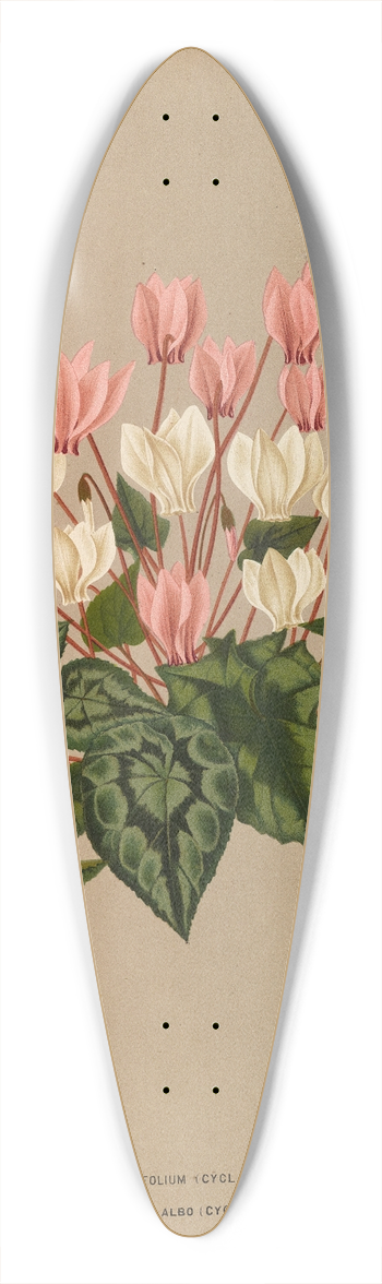 Arentina Hendrica Arendsen - Cyclamen Hederaefolium (Cyclamen Autumnale ) 39.3 inch art pintail longboard deck