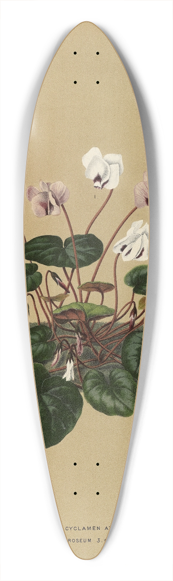 Arentina Hendrica Arendsen - I. Cyclamen Atkinsii.  2.C. Atkinsii Roseum 3.C.Atkinsii Purpureum 39.3 inch art pintail longboard deck