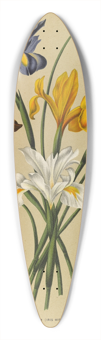 Arentina Hendrica Arendsen - Iris Xiphium (Iris Hispanica) 39.3 inch art pintail longboard deck