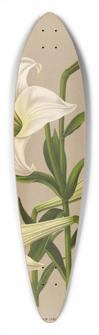 Arentina Hendrica Arendsen - Lilium Longiflurum 39.3 inch art pintail longboard deck