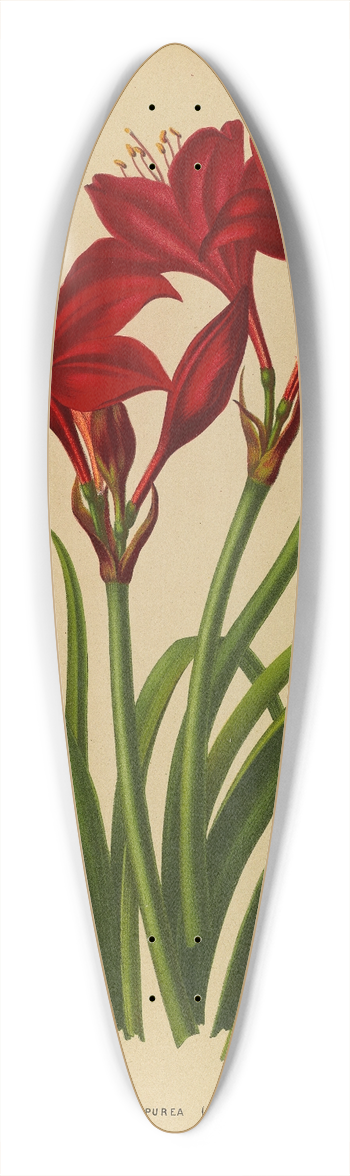 Arentina Hendrica Arendsen - Vallota Purpurea ( Amaryllis ) 39.3 inch art pintail longboard deck