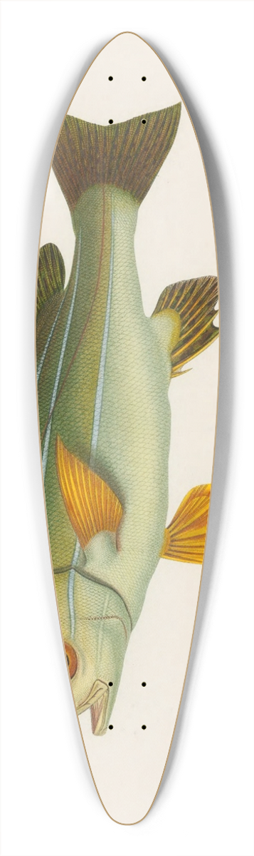 Arthus Bertrand - Pristipoma octolineatum 39.3 inch art pintail longboard deck