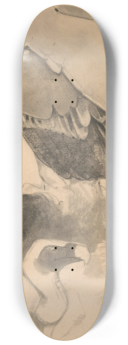 Bernard Willem Wierink - Studie van gieren 8.25 inch art skate deck