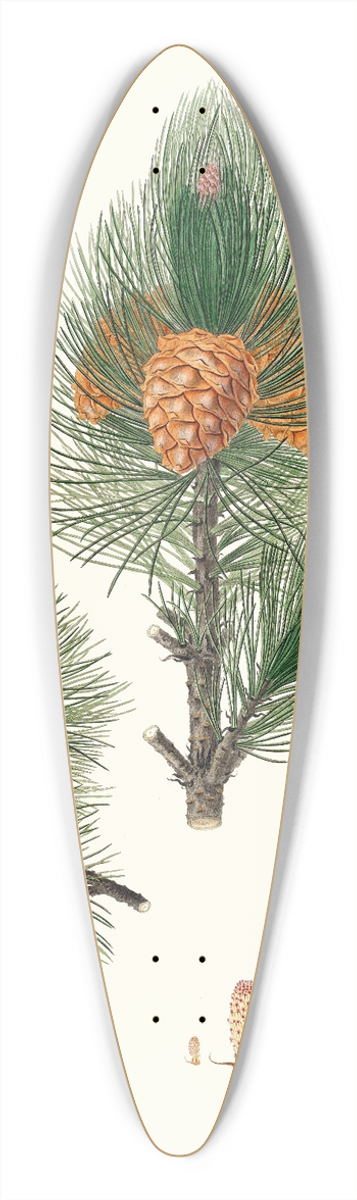 Aylmer Bourke Lambert - Pinus cembra = Siberian stone pine 39.3 inch art pintail longboard deck