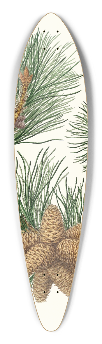 Aylmer Bourke Lambert - Pinus rigida = Three-leaved Virginian pine. 39.3 inch art pintail longboard deck