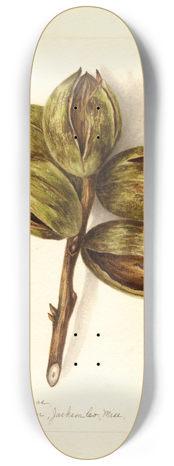 Bertha Heiges - Carya: Delmas 8.25 inch art skate deck