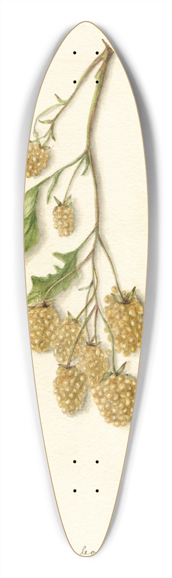 Bertha Heiges - Rubus: Iceberg 39.3 inch art pintail longboard deck
