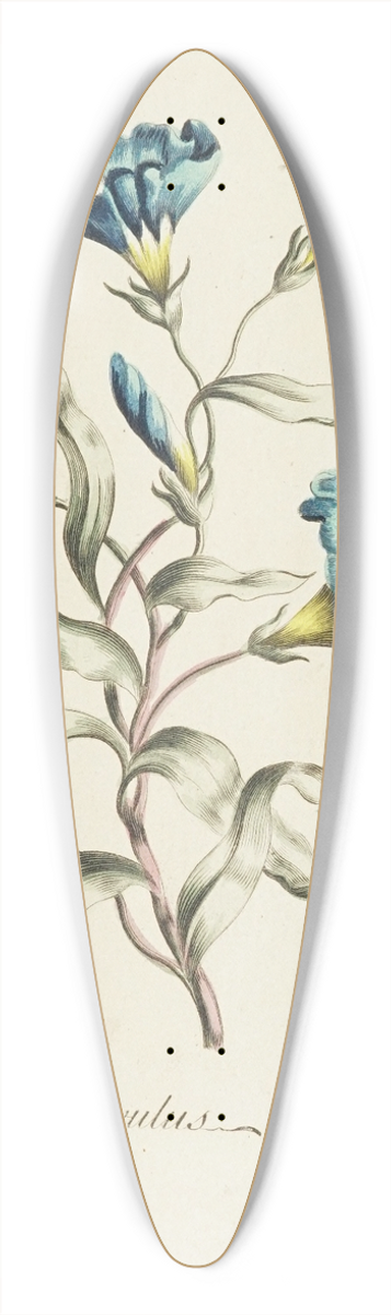 Carington Bowles - Convolvulus 39.3 inch art pintail longboard deck
