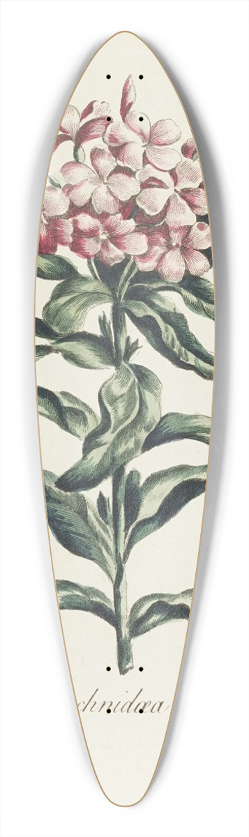 Carington Bowles - Lychnidea 39.3 inch art pintail longboard deck