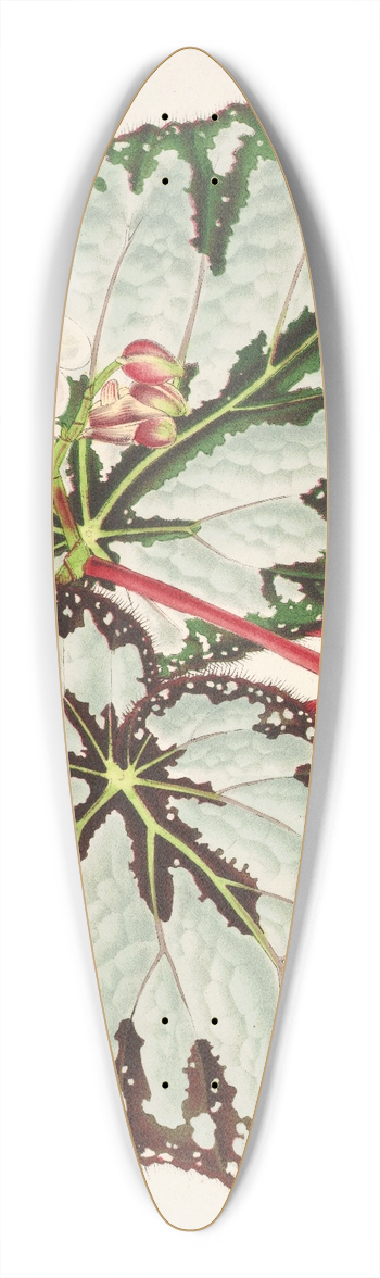 Charles Antoine Lemaire - Begonia Charles Wagner 39.3 inch art pintail longboard deck