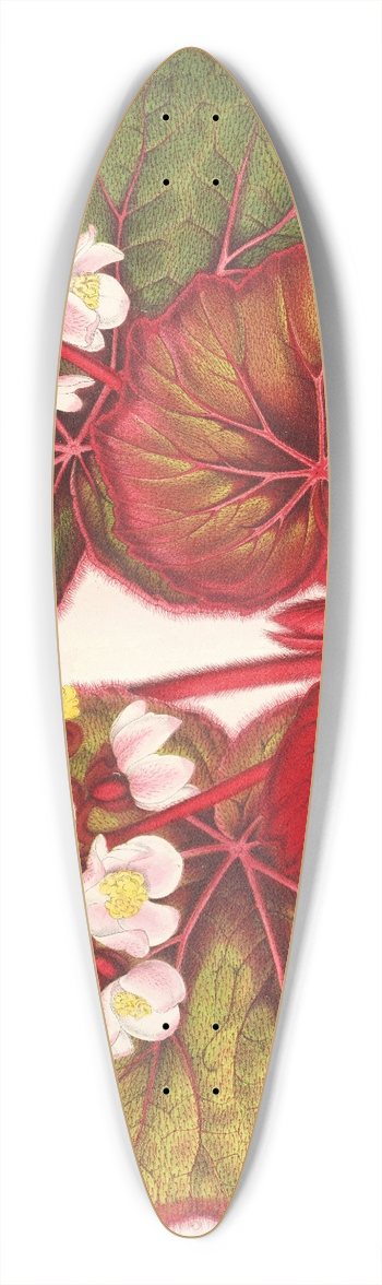 Charles Antoine Lemaire - Begonia Leopoldi 39.3 inch art pintail longboard deck