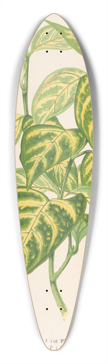 Charles Antoine Lemaire - Bignonia picta 39.3 inch art pintail longboard deck