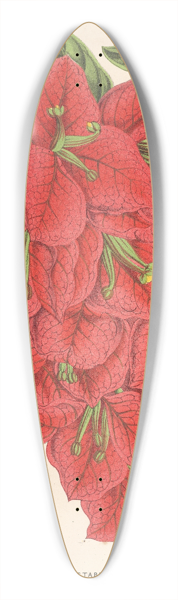Charles Antoine Lemaire - Bougainvillea spectabilis 39.3 inch art pintail longboard deck