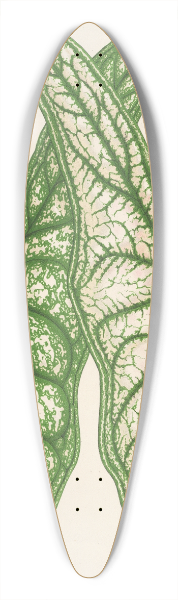 Charles Antoine Lemaire - Caladium Belleymei 39.3 inch art pintail longboard deck