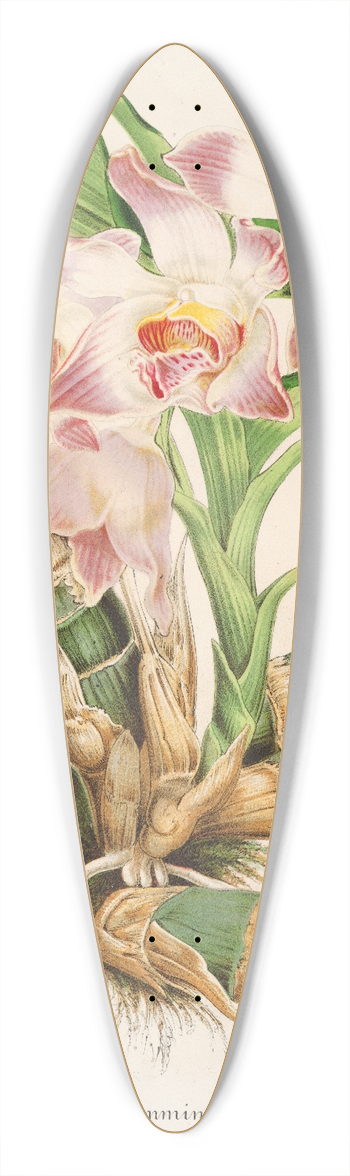 Charles Antoine Lemaire - Chysis Limmingbei 39.3 inch art pintail longboard deck