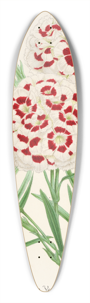 Charles Antoine Lemaire - Dianthus Verschaffeltii 39.3 inch art pintail longboard deck