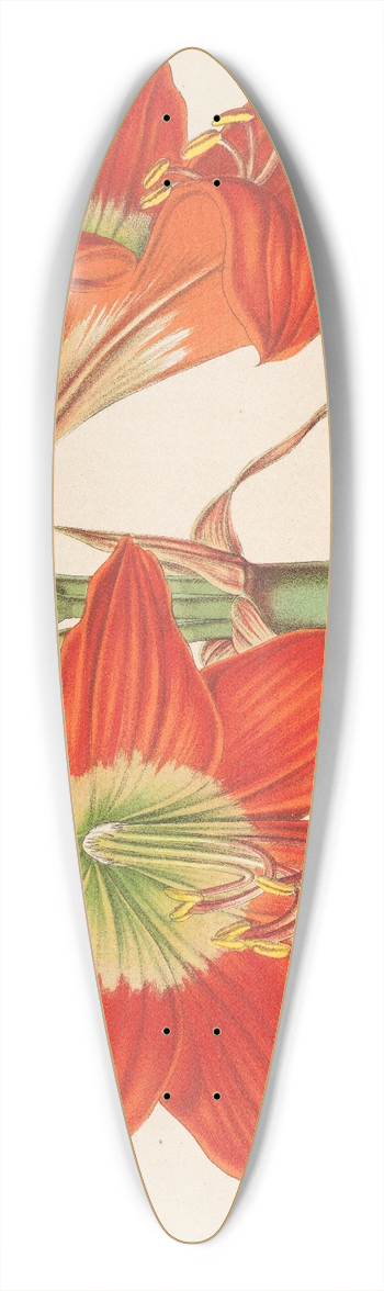 Charles Antoine Lemaire - Hippeastrum (Amaryllis!) pyrrochroum 39.3 inch art pintail longboard deck