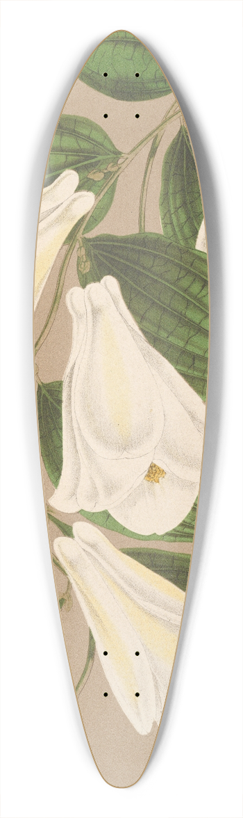 Charles Antoine Lemaire - Lapageria rosea R. et.P. var. albiflora 39.3 inch art pintail longboard deck
