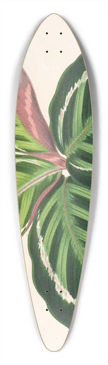 Charles Antoine Lemaire - Maranta illustris 39.3 inch art pintail longboard deck