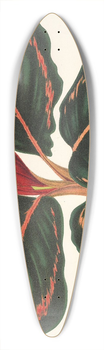 Charles Antoine Lemaire - Maranta Roseo-Picta 39.3 inch art pintail longboard deck