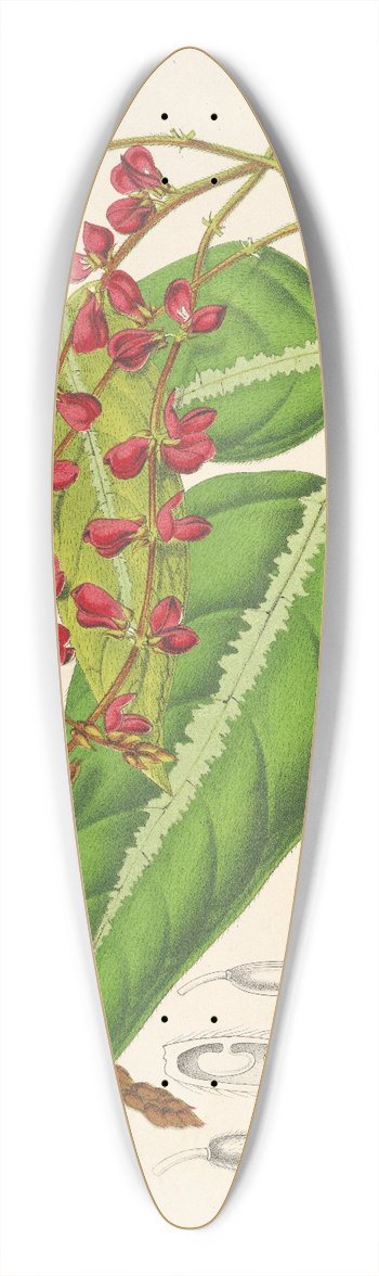 Charles Antoine Lemaire - Rhynchosia albo-nitens 39.3 inch art pintail longboard deck
